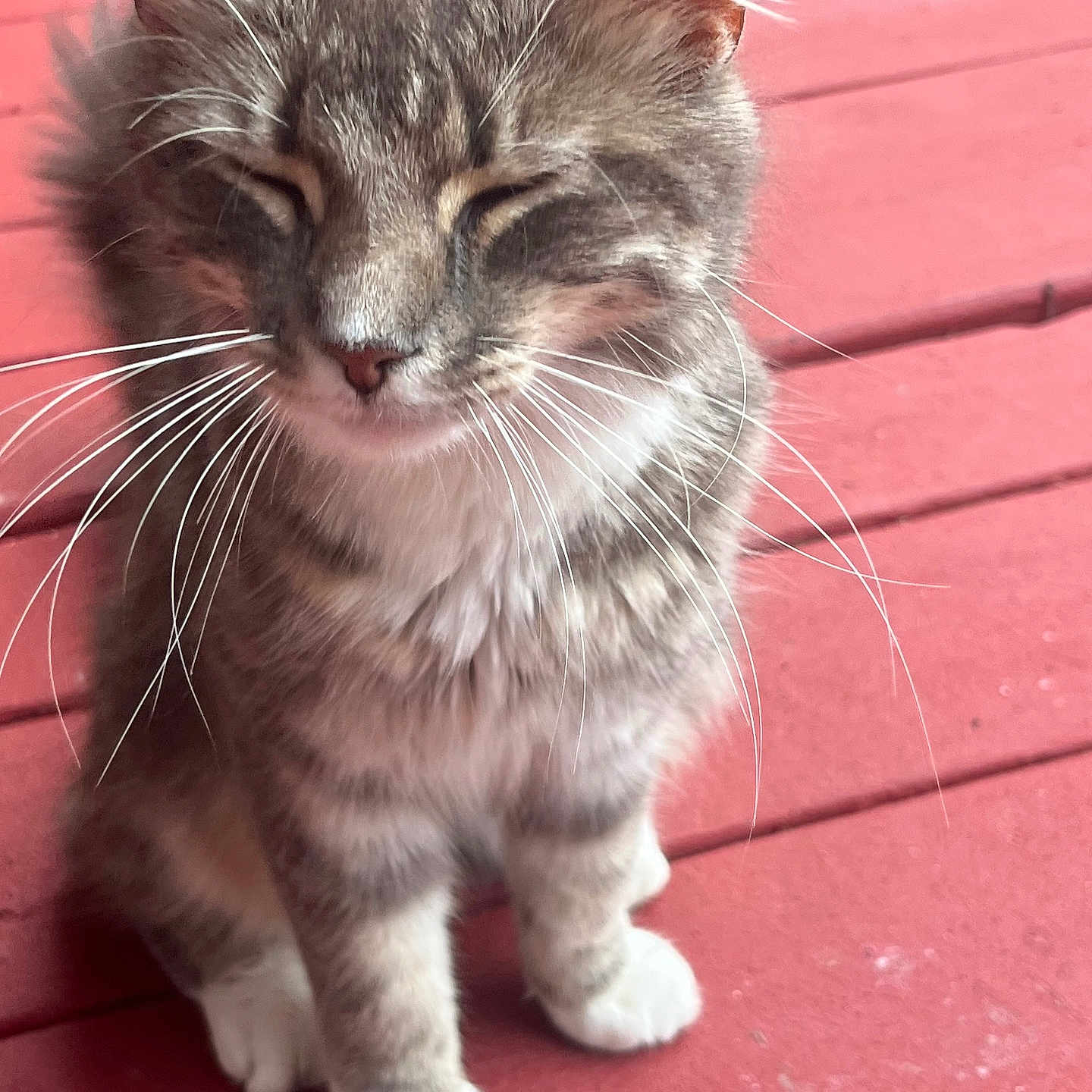 Mittins