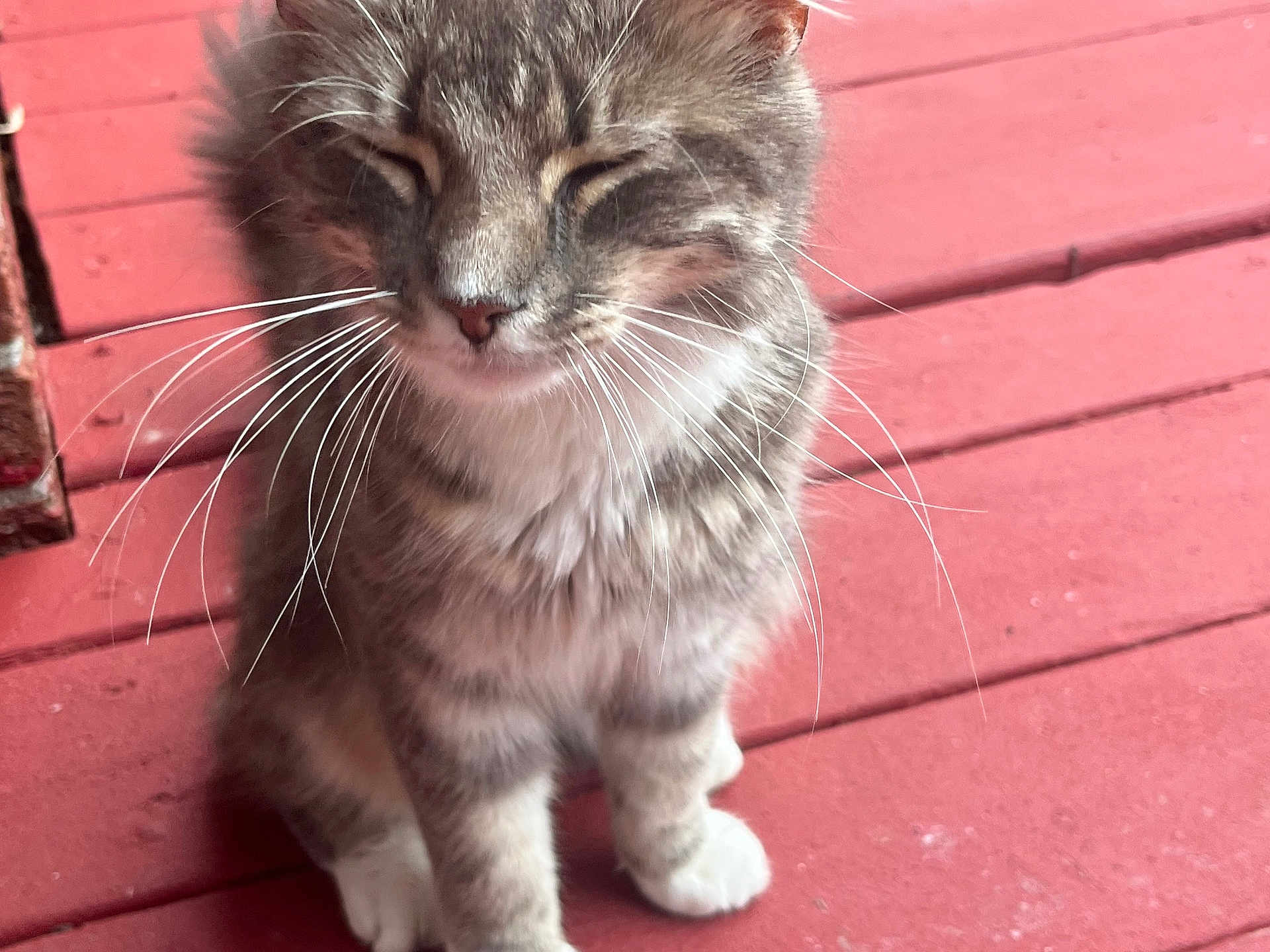 Mittins