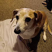 Nanabell joined the competition — help win amazing prizes! animal, blanket, brown, canine, carpet, companion, cute, dog, domestic, ears, friendly, fur, indoor, mammal, nose, pearl_necklace, pet, resting, sitting, white