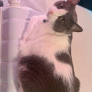 Milo joined the competition — help win amazing prizes! animal, cat, close_up, companion, cozy, curious, curled_up, curtain, domestic_animal, ears, feline, floor, fur, gray_and_white, indoor, looking_back, pet, plastic_container, wall_socket, whiskers