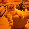cat, chair, furniture, living_room, person, sofa, plant, book, relaxing, indoor, orange_lighting, tile_floor, curious, fluffy, pet, home, cozy, portrait, resting, casual