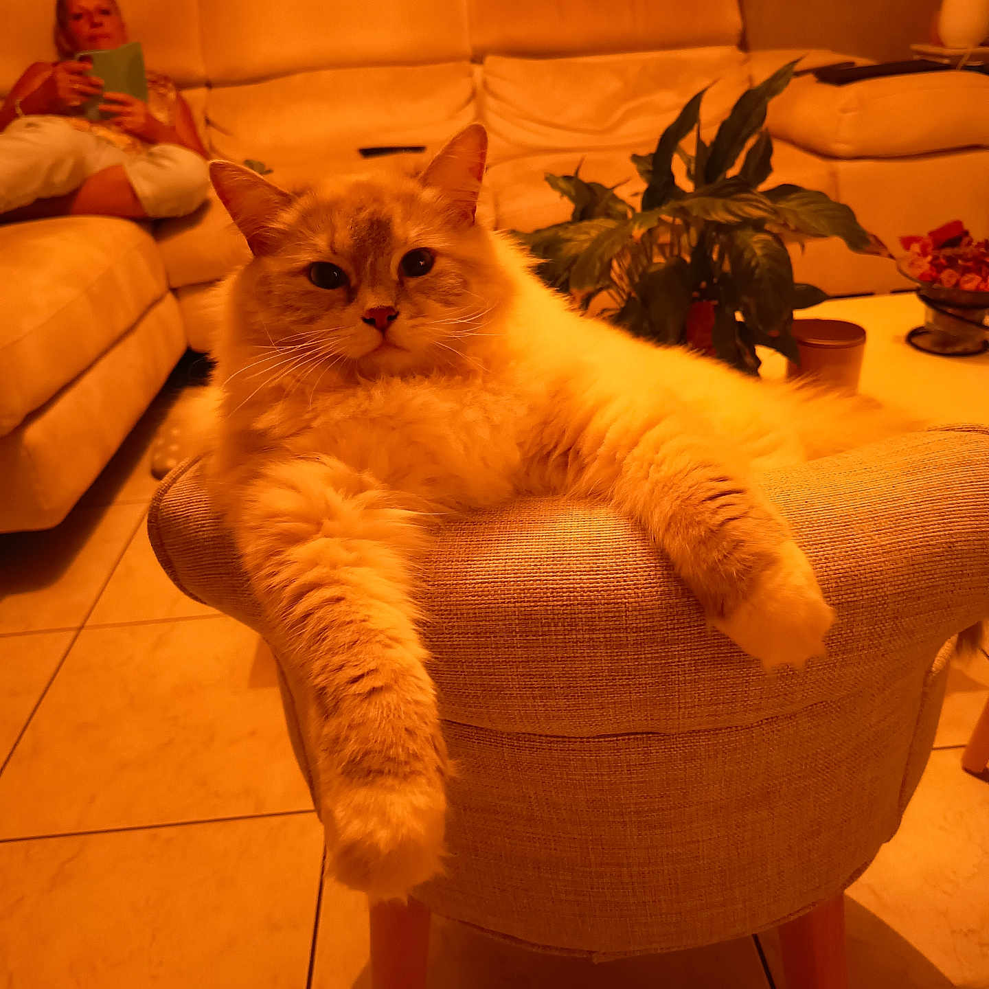 Arizona participe au concours pour gagner de l'argent avec cette photo : cat, chair, furniture, living_room, person, sofa, plant, book, relaxing, indoor, orange_lighting, tile_floor, curious, fluffy, pet, home, cozy, portrait, resting, casual