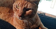 Cheeto is registered to the contest to win money with this photo: animal, car_interior, cat, closeup, cute, daylight, feline, ginger_cat, house, indoor, orange_fur, paw, pet, portrait, relaxed, resting, sky, sunlight, whiskers, window