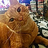 cat, orange_cat, tabby, close_up, indoor, pet, whiskers, curious, feline, animal, cozy, blanket, stack, books, shelf, relaxed, cute, domestic_cat, portrait, household