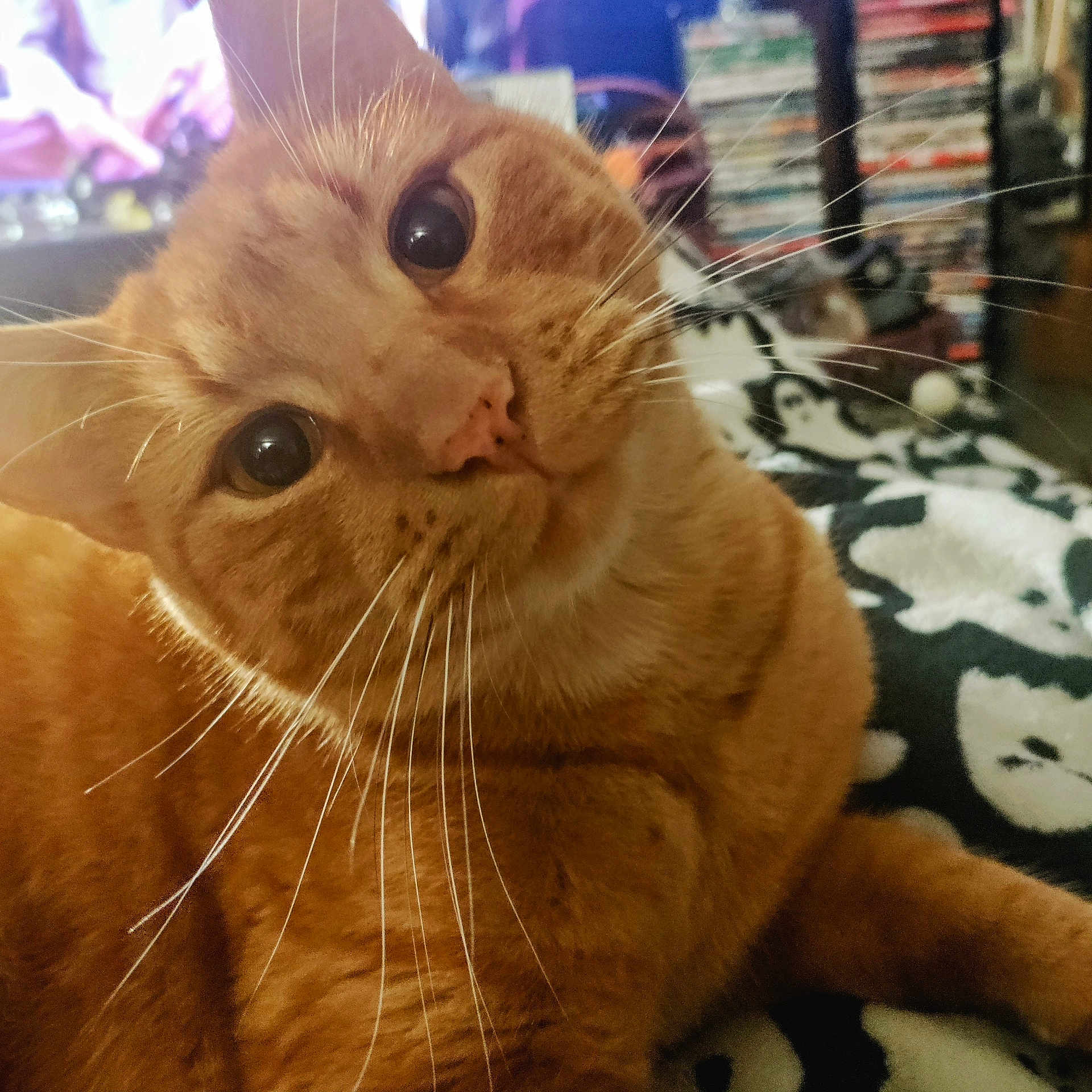 Cheeto