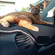 Cheeto joined the competition — help win amazing prizes! animal, car, cat, closeup, comfort, dashboard, daylight, feline, fur, indoor, interior, orange_tabby, paw, pet, relaxed, resting, seat, sunlight, vehicle, window
