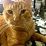 Cheeto is registered to the contest to win money with this photo: animal, blanket, cat, close_up, cozy, cute, domestic_cat, ears, eyes, face, feline, fur, indoor, nose, orange_tabby, patterned_blanket, pet, relaxed, soft_fur, whiskers