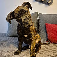 Albus participe au concours pour gagner de l'argent avec cette photo : puppy, dog, brindle, couch, gray, red_pillow, curious, head_tilt, indoor, cozy, furniture, pet, canine, sitting, living_room, soft_texture, cushions, companion, animal, friendly