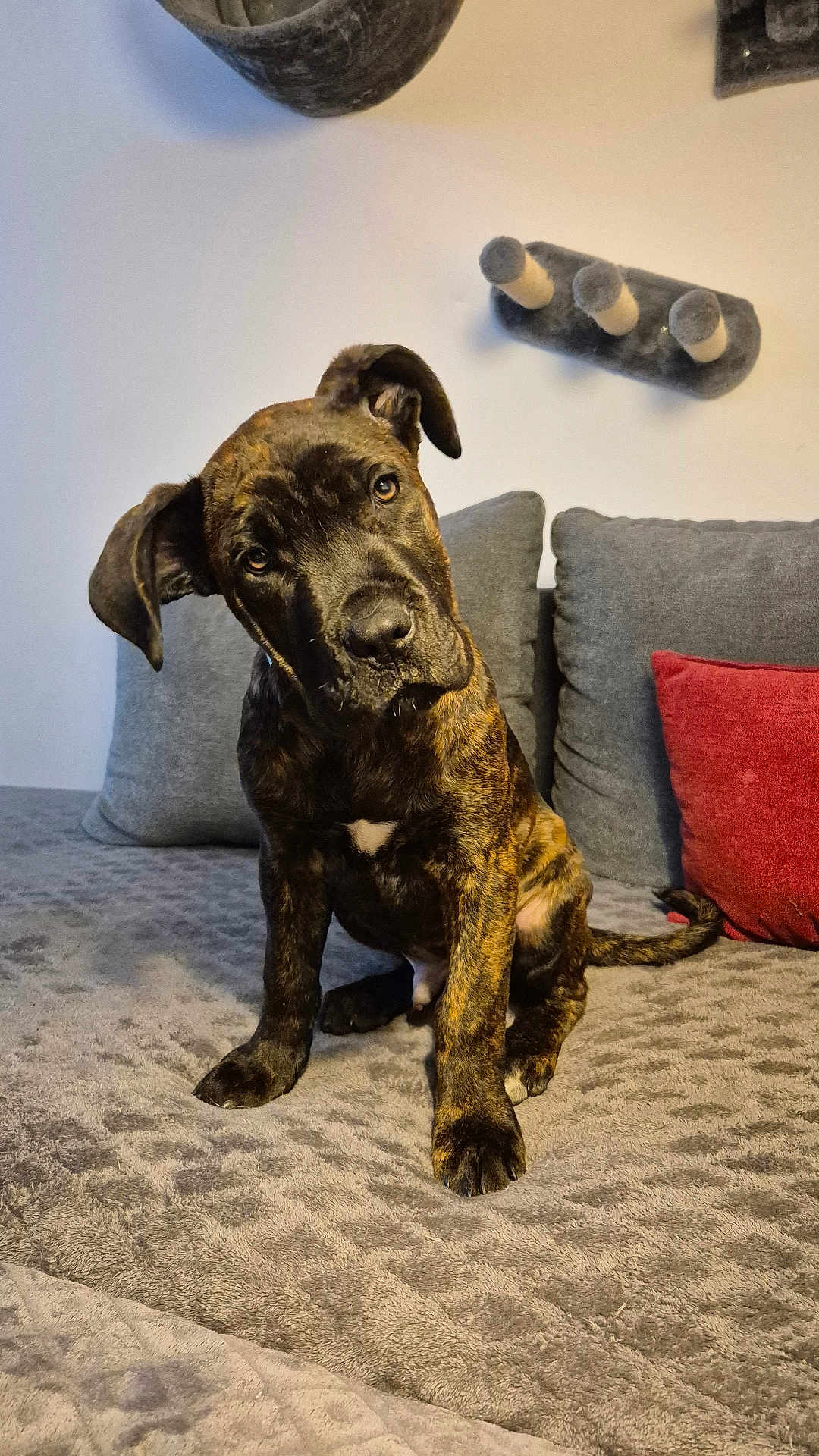 Albus participe au concours pour gagner de l'argent avec cette photo : puppy, dog, brindle, couch, gray, red_pillow, curious, head_tilt, indoor, cozy, furniture, pet, canine, sitting, living_room, soft_texture, cushions, companion, animal, friendly