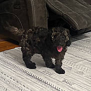 Asher joined the competition — help win amazing prizes! dog, black_dog, curly_fur, pet, indoor, living_room, rug, furniture, couch, floor, tongue_out, happy, small_dog, domestic_animal, canine, playful, home, carpet, wood_floor, cozy