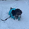 Asher is registered to the contest to win money with this photo: adventure, backyard, canine, cold, dog, front_view, fur, happy, leash, mouth_open, outdoor, pet, playful, portrait, small_dog, snow, snow_covered, teal_jacket, texture_snow, winter