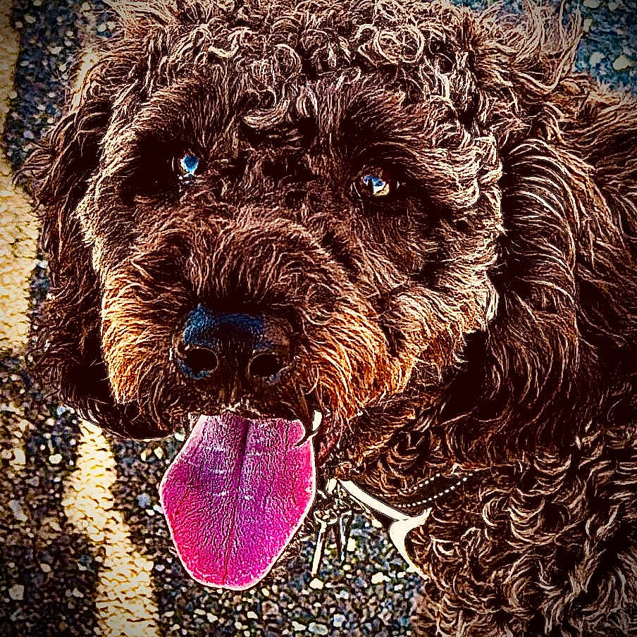 Asher is registered to the contest to win money with this photo: brown_fur, canine, close_up, collar, curly_fur, dog, dog_tag, eyes, happy, nose, outdoor, panting, pavement, pet, pink_tongue, portrait, sunlight, texture, tongue_out, whiskers