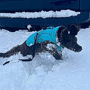 Asher is registered to the contest to win money with this photo: bumper, canine, car, cold_weather, dog, fur, harness, jumping, leash, motion, outdoor, pawprints, pet, playful, running, snow, snow_clumps, teal_jacket, white_snow, winter