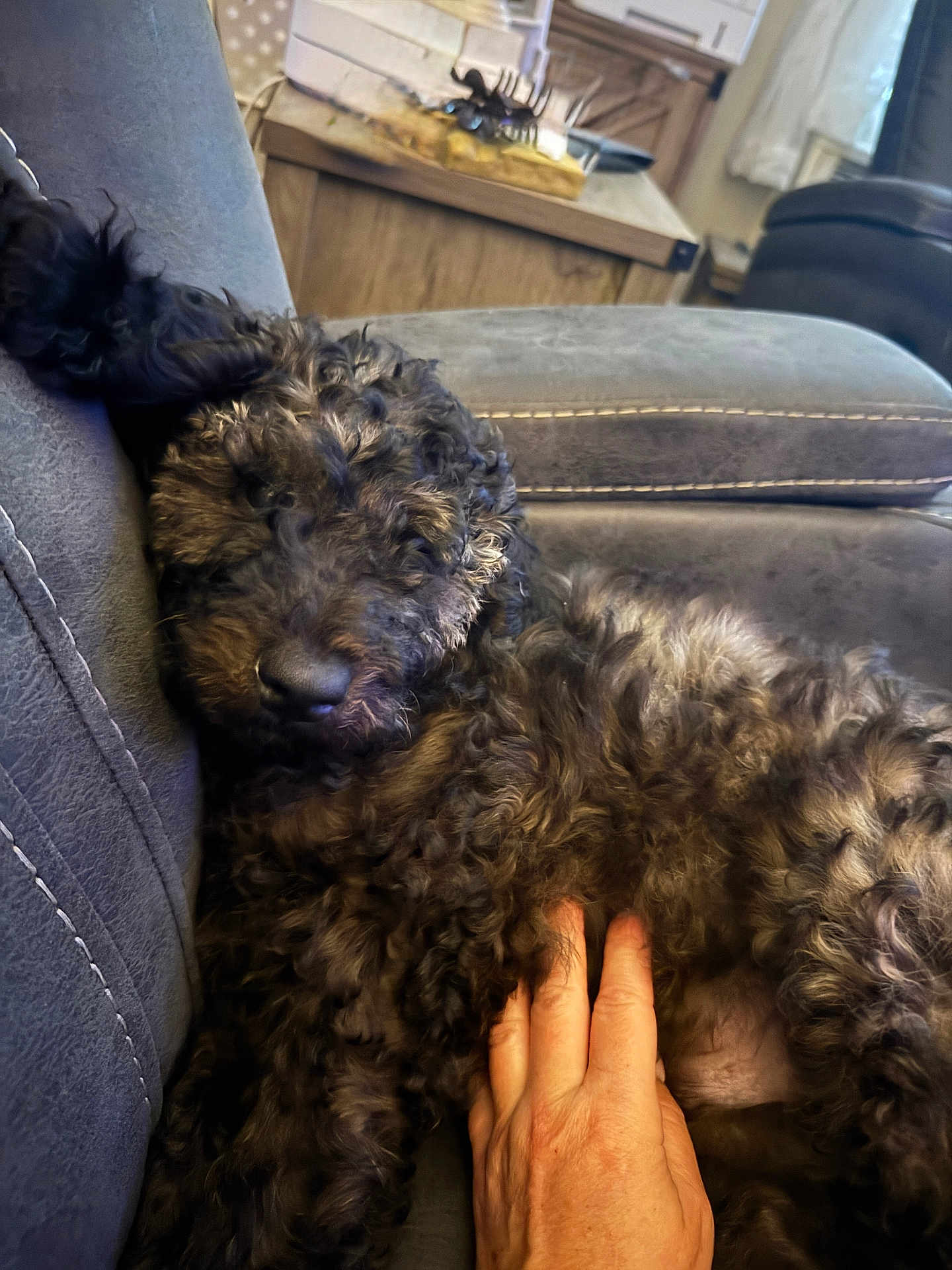 Asher is registered to the contest to win money with this photo: dog, curly_fur, couch, hand, pet, indoor, home, relaxed, fur, belly_rub, comfort, seated, furniture, living_room, close_up, animal, canine, domestic_pet, resting, cozy