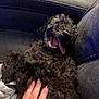 Asher is registered to the contest to win money with this photo: dog, black_dog, curly_fur, pet, playing, tongue_out, hand, nails, couch, leather, relaxing, indoor, close_up, belly_rub, happy, cute, animal, companion, fur, resting
