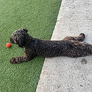 Asher joined the competition — help win amazing prizes! alert, animal, black_dog, canine, concrete, curly_fur, daylight, dog, fur_texture, green_turf, leash, lying_down, nature, outdoor, paw, pet, playful, side_view, tail, toy_ball