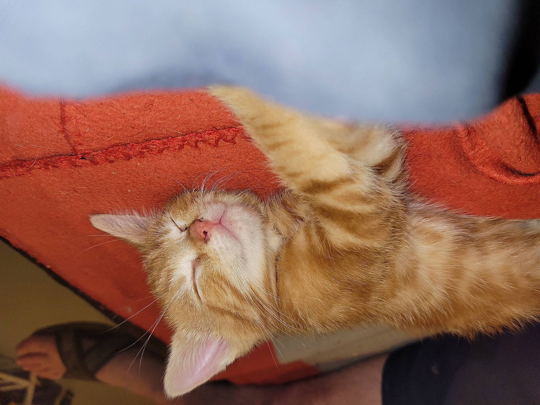 Rouky Et Tobby participe au concours pour gagner de l'argent avec cette photo : carnivore, cat, claw, comfort, domestic_short_haired_cat, fawn, felidae, finger, foot, fur, gesture, human_leg, nail, paw, small_to_medium_sized_cats, snout, tail, toe, whiskers, wrinkle