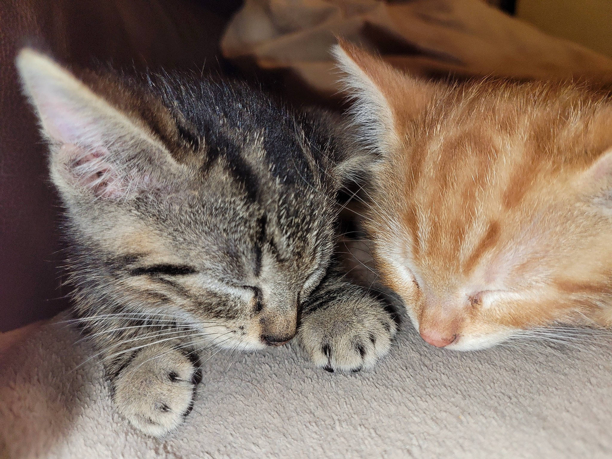 Rouky Et Tobby a rejoint le concours — aidez-le/la à gagner de superbes lots ! carnivore, cat, claw, close_up, comfort, domestic_short_haired_cat, ear, felidae, foot, fur, nap, paw, sleep, small_to_medium_sized_cats, snout, tail, whiskers, wildlife, wood