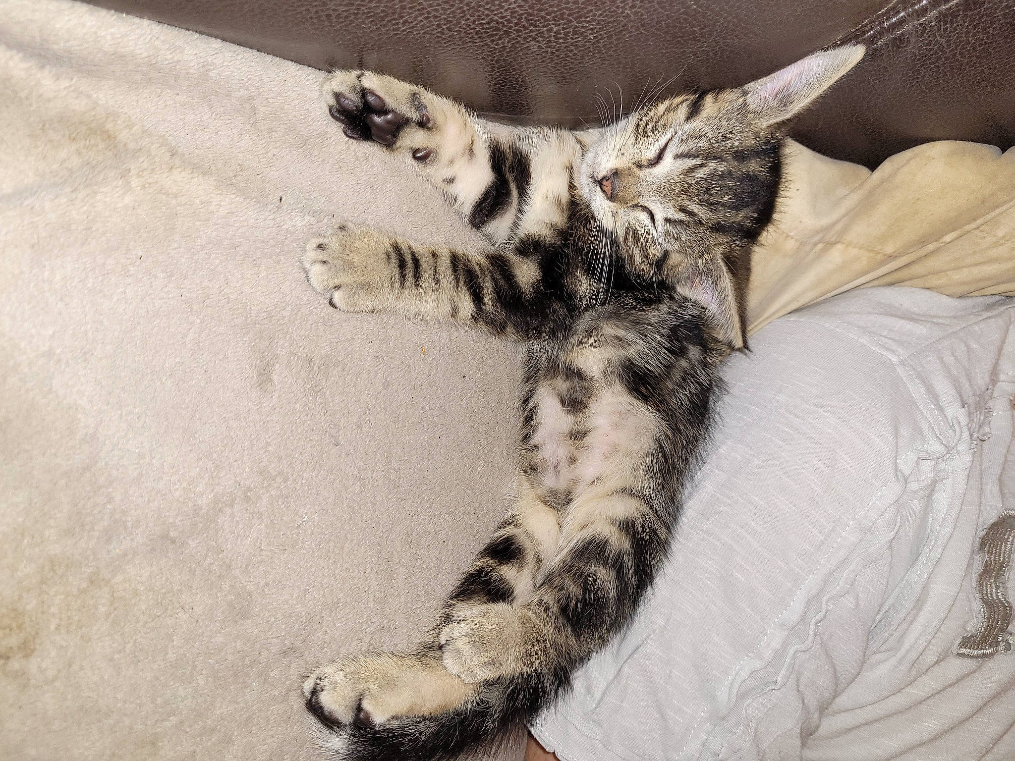 Rouky Et Tobby a rejoint le concours — aidez-le/la à gagner de superbes lots ! bed, bedding, carnivore, cat, claw, comfort, couch, domestic_short_haired_cat, fawn, felidae, grey, human_leg, leg, linens, paw, small_to_medium_sized_cats, snout, tail, textile, whiskers