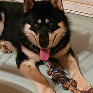 Taylor participe au concours pour gagner de l'argent avec cette photo : dog, pet, animal, tongue_out, rope_toy, chewed_toy, black_and_tan, fur, indoor, floor, playful, paws, ears, close_up, canine, laying_down, happy, cute, domestic_animal, companion