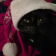 Chipitto participe au concours pour gagner de l'argent avec cette photo : black_cat, cat, pet, animal, yellow_eyes, holiday_hat, santa_hat, festive, cozy, fur, whiskers, indoors, close_up, dark_fur, winter, christmas, warm, cute, mystery, portrait