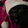 black_cat, cat, pet, animal, yellow_eyes, holiday_hat, santa_hat, festive, cozy, fur, whiskers, indoors, close_up, dark_fur, winter, christmas, warm, cute, mystery, portrait