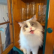 Emmie is registered to the contest to win money with this photo: cat, fluffy, surprised, open_mouth, wooden_cabinet, glassware, indoor, pet, feline, curious, white_fur, gray_fur, sitting, cute, animal, household, domestic, expression, wide_eyes, tongue_out