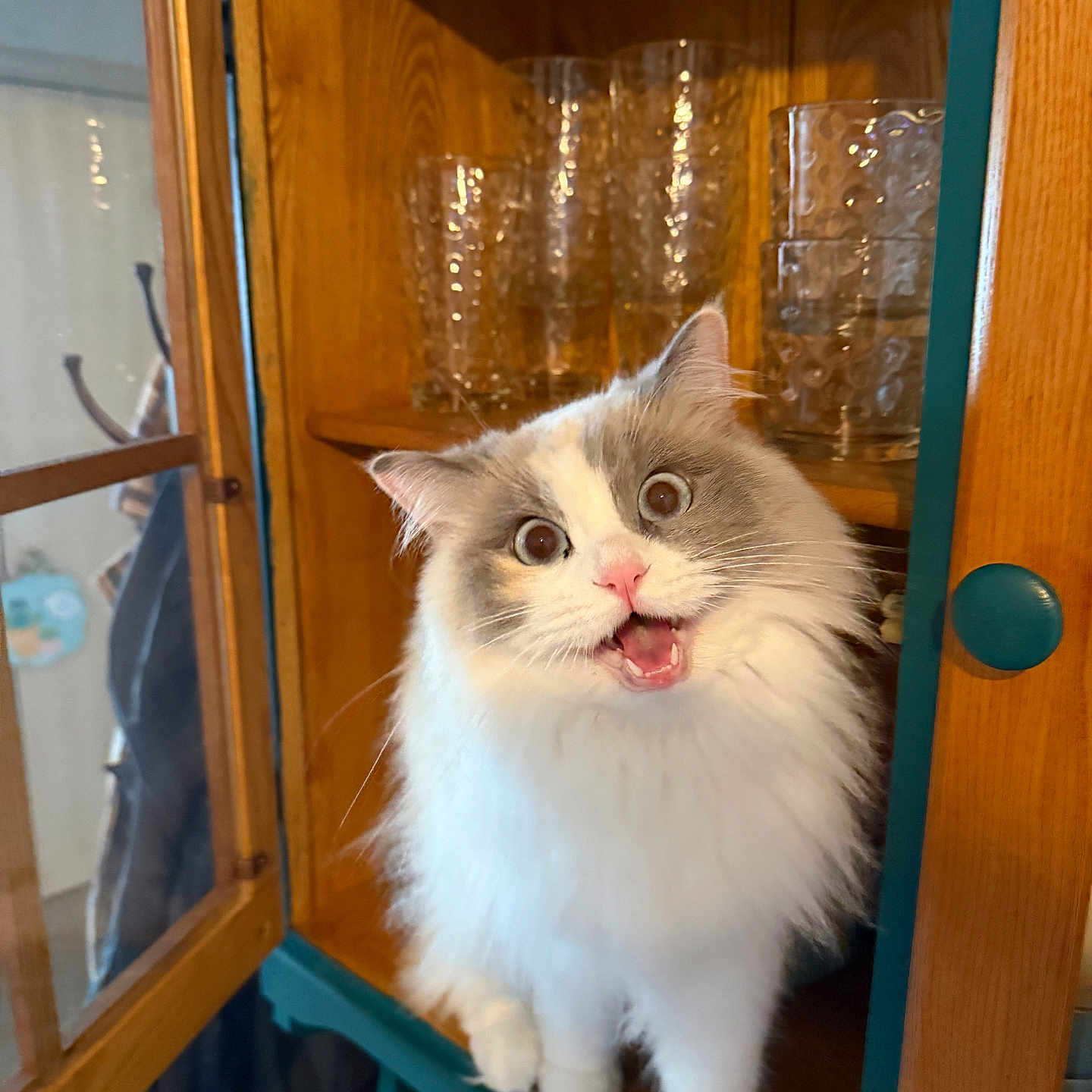 Emmie is registered to the contest to win money with this photo: cat, fluffy, surprised, open_mouth, wooden_cabinet, glassware, indoor, pet, feline, curious, white_fur, gray_fur, sitting, cute, animal, household, domestic, expression, wide_eyes, tongue_out