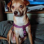 Wally is registered to the contest to win money with this photo: dog, small_dog, brown_dog, purple_harness, bed, blanket, television, tv_screen, indoor, furniture, pet, animal, sitting, watching, room, cozy, dim_light, curtains, wooden_shelf, relaxed
