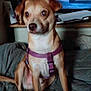 dog, small_dog, brown_dog, purple_harness, bed, blanket, television, tv_screen, indoor, furniture, pet, animal, sitting, watching, room, cozy, dim_light, curtains, wooden_shelf, relaxed