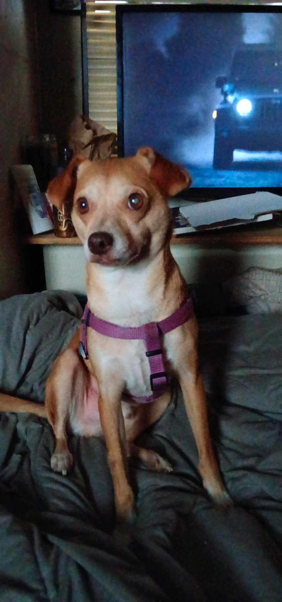 Wally is registered to the contest to win money with this photo: dog, small_dog, brown_dog, purple_harness, bed, blanket, television, tv_screen, indoor, furniture, pet, animal, sitting, watching, room, cozy, dim_light, curtains, wooden_shelf, relaxed