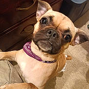 Princess is registered to the contest to win money with this photo: dog, puppy, brown, bandana, pet, indoor, floor, furniture, curious, ears, closeup, canine, portrait, looking, animal, cute, domestic, mammal, playful, companion