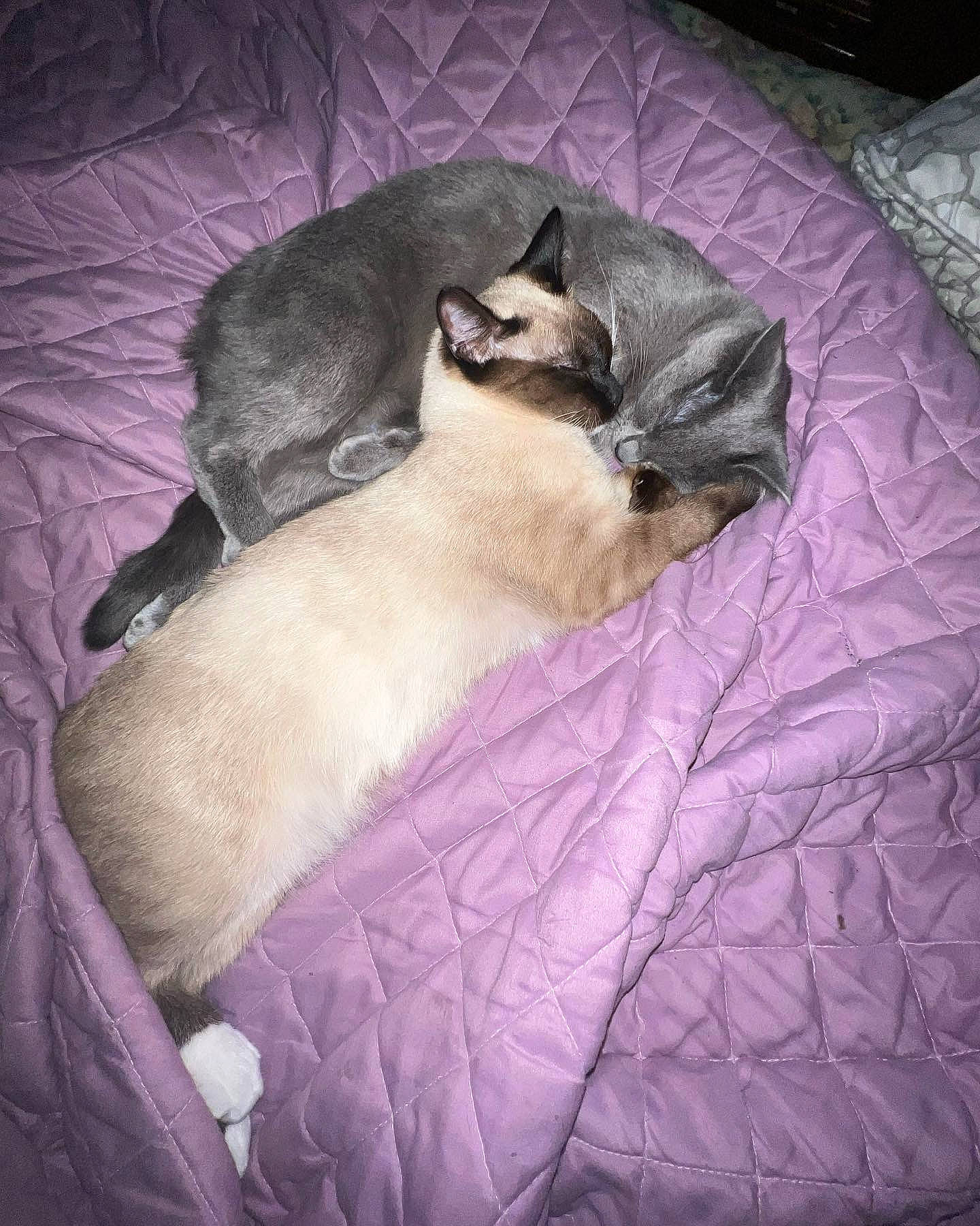 Mr Stud joined the competition — help win amazing prizes! canidae, carnivore, cat, comfort, companion_dog, dog_breed, duvet, fawn, felidae, fur, linens, nap, paw, purple, siamese, small_to_medium_sized_cats, tail, textile, thai, whiskers