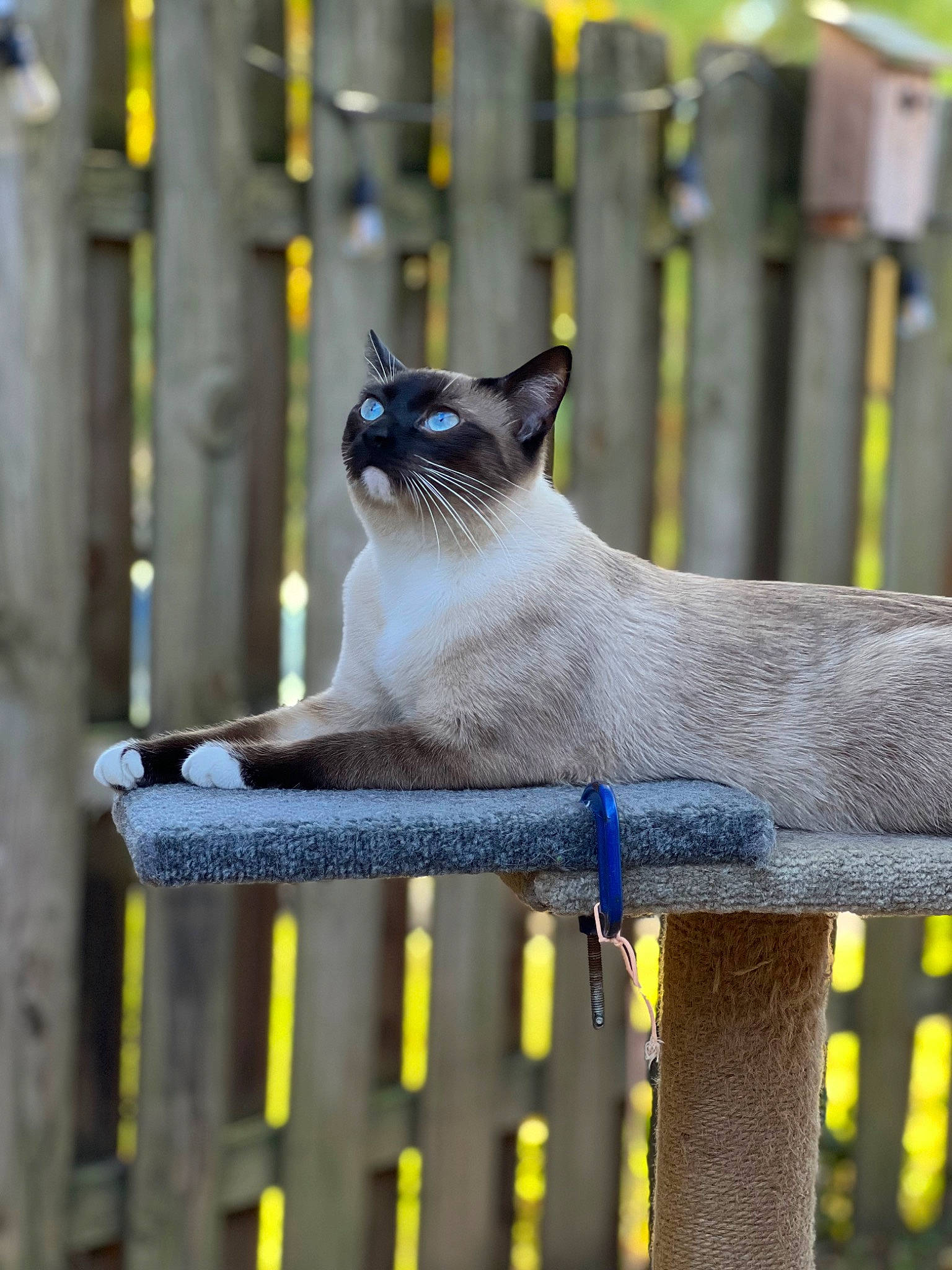 Mr Stud joined the competition — help win amazing prizes! birman, carnivore, cat, fawn, felidae, fence, fur, grass, metal, siamese, sitting, small_to_medium_sized_cats, snout, tail, terrestrial_animal, thai, water, whiskers, wildlife, yellow