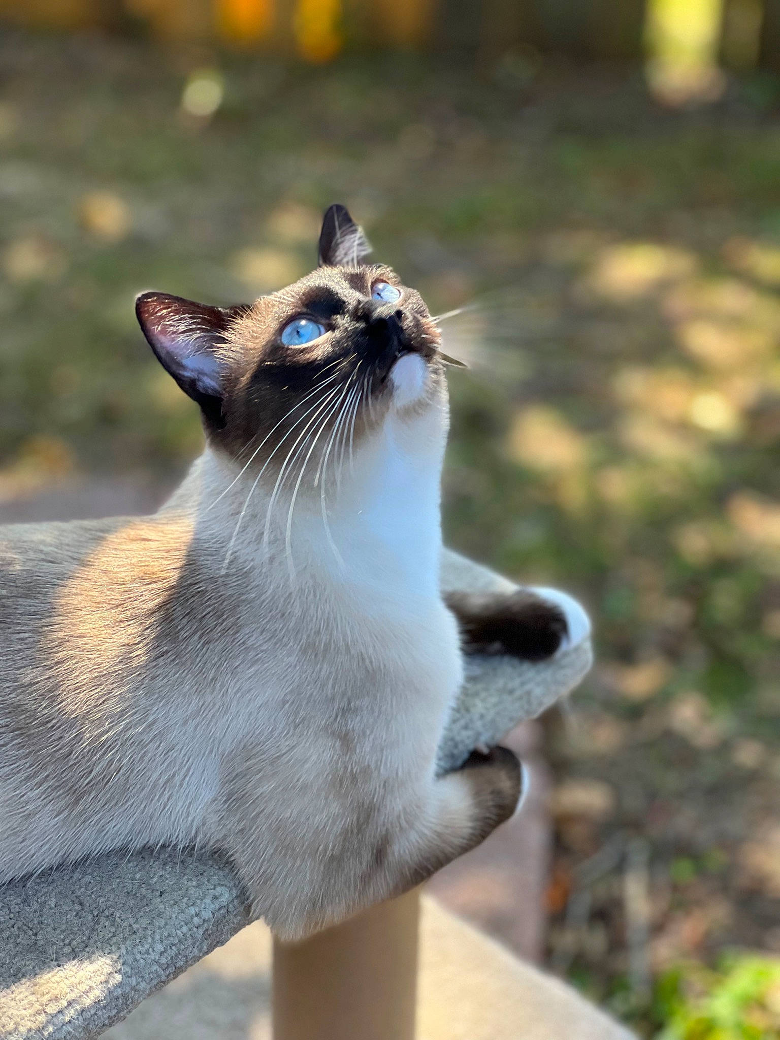Mr Stud joined the competition — help win amazing prizes! carnivore, cat, collar, domestic_short_haired_cat, fang, fawn, felidae, foot, fur, grass, roar, siamese, small_to_medium_sized_cats, snout, tail, terrestrial_animal, thai, whiskers, wildlife, yawn