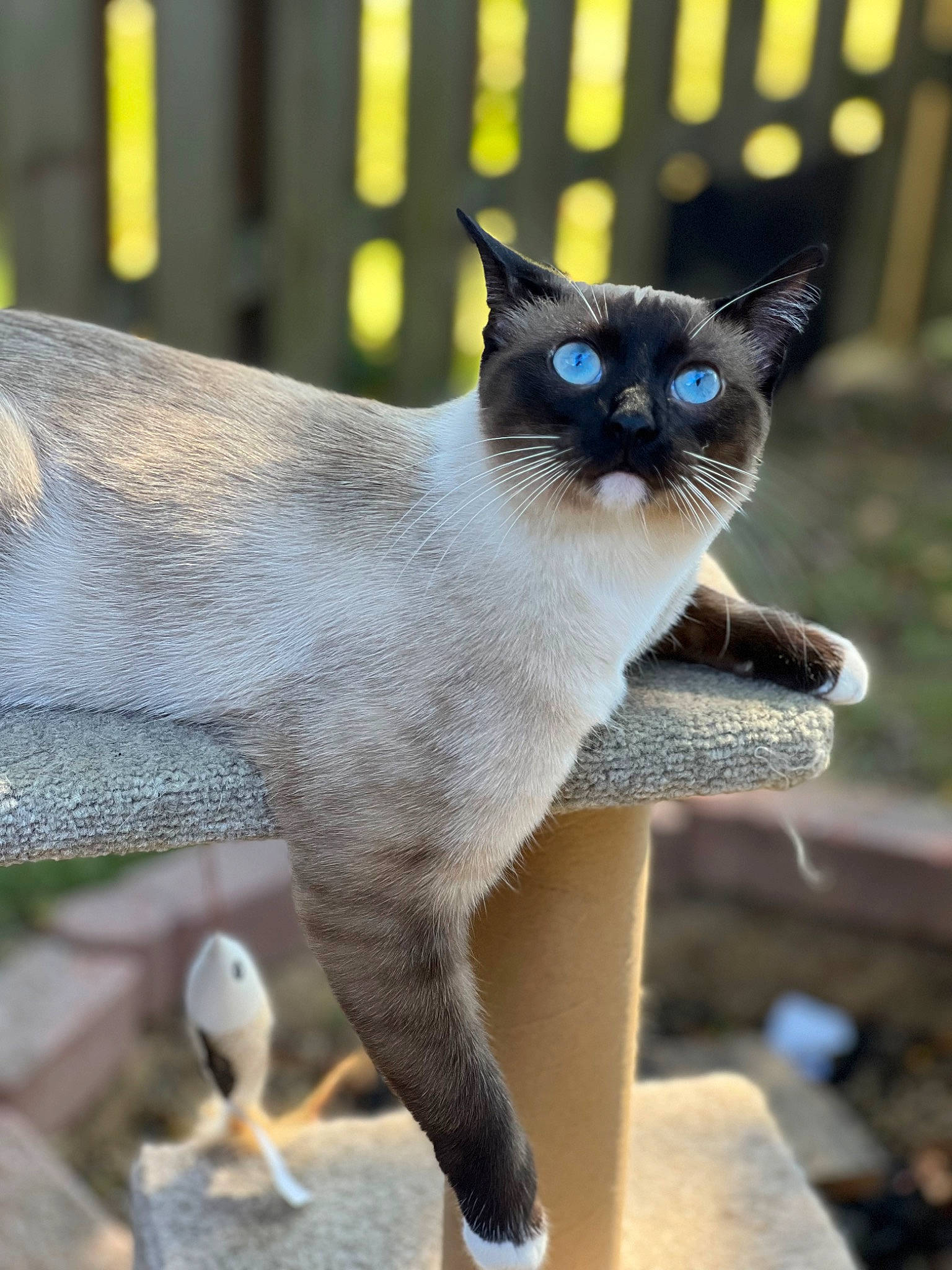 Mr Stud is registered to the contest to win money with this photo: carnivore, cat, claw, electric_blue, eye, fawn, felidae, fur, iris, light, siamese, small_to_medium_sized_cats, snout, tail, terrestrial_animal, whiskers, wildlife