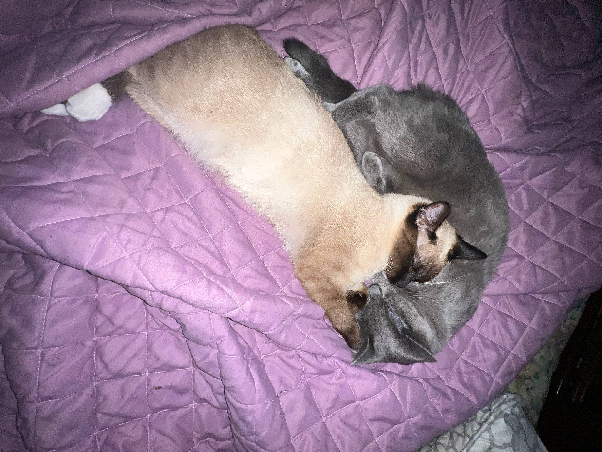 Aubrey is registered to the contest to win money with this photo: balinese, birman, carnivore, cat, comfort, companion_dog, dog_breed, fawn, felidae, fur, linens, nap, paw, purple, siamese, small_to_medium_sized_cats, tail, thai, tonkinese, whiskers