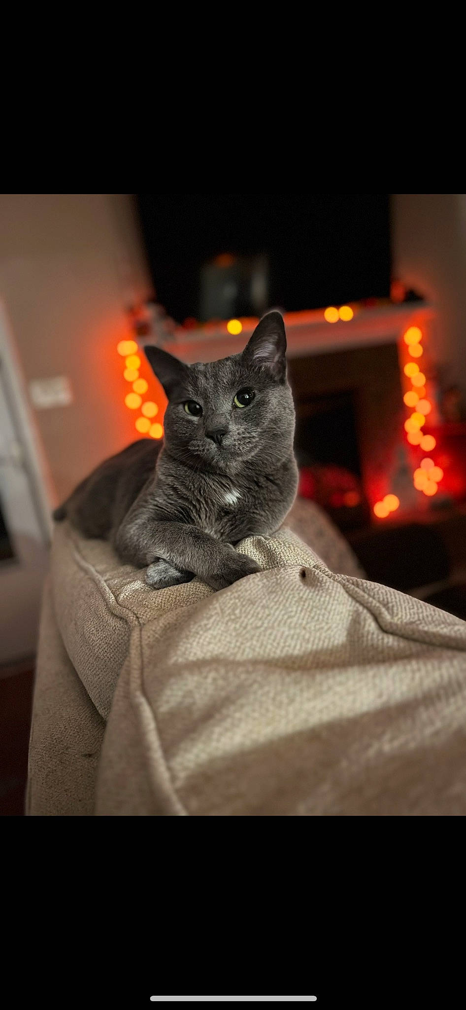 Aubrey joined the competition — help win amazing prizes! black_cat, bombay, canidae, carnivore, cat, claw, comfort, darkness, dog_breed, domestic_short_haired_cat, event, felidae, fur, grey, human_leg, sitting, small_to_medium_sized_cats, snout, tail, whiskers