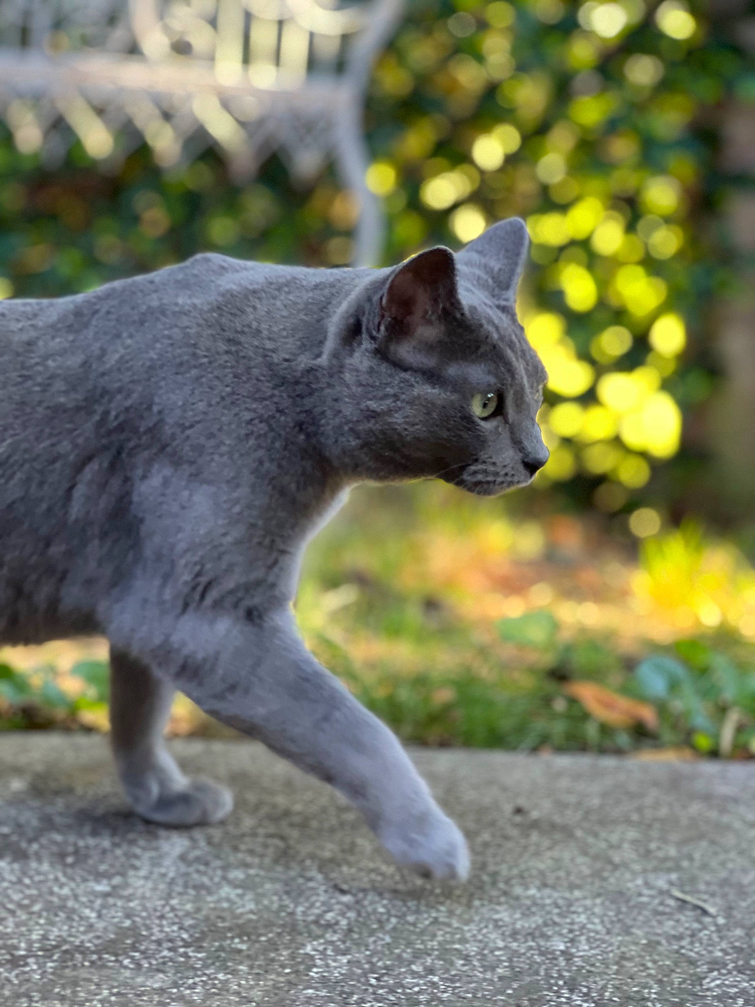 Aubrey joined the competition — help win amazing prizes! art, carnivore, cat, claw, domestic_short_haired_cat, felidae, fur, grass, grey, groundcover, plant, russian_blue, sitting, small_to_medium_sized_cats, snout, tail, terrestrial_animal, tree, whiskers, wildlife