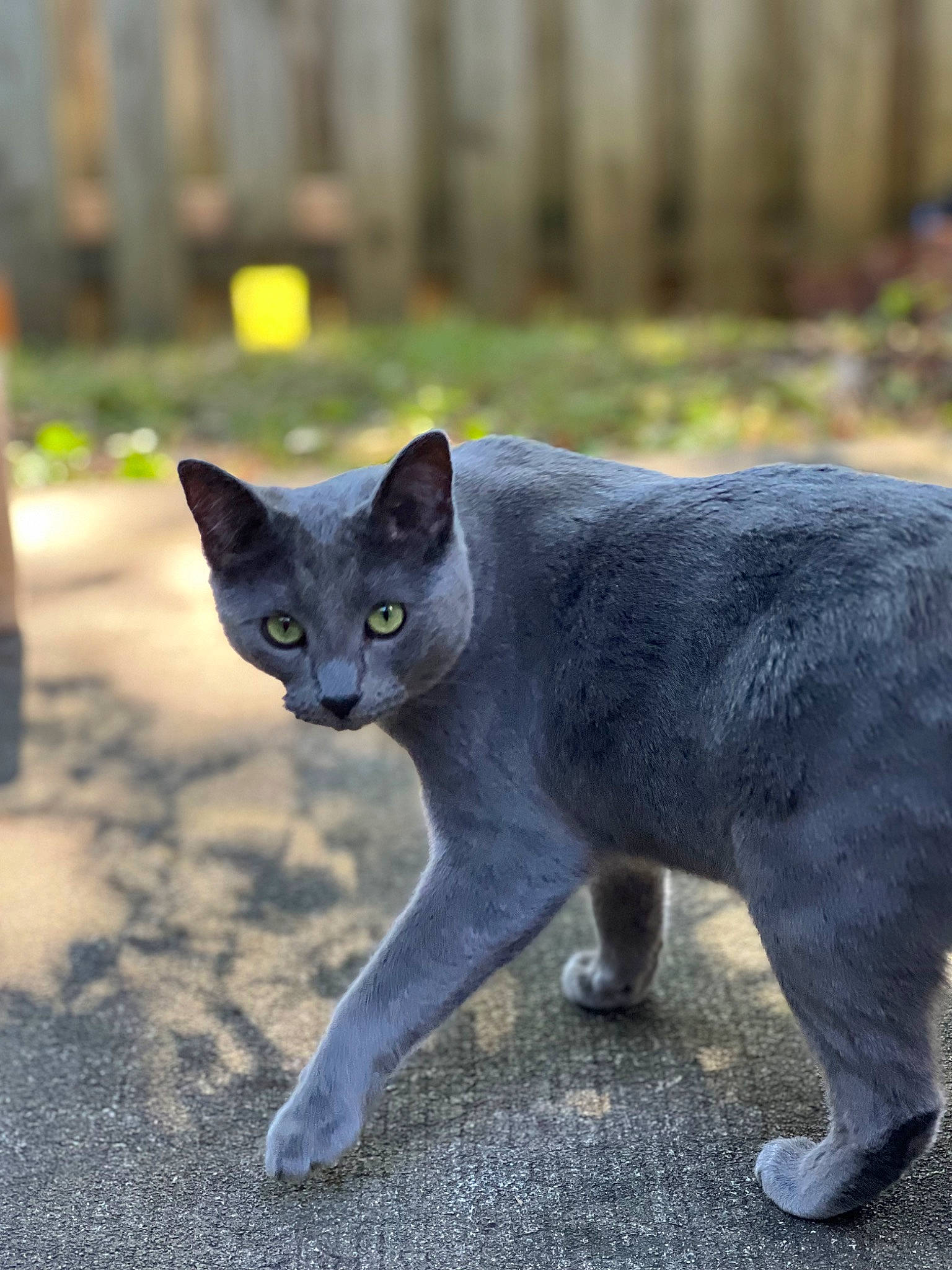 Aubrey joined the competition — help win amazing prizes! art, black_cat, carnivore, cat, domestic_short_haired_cat, electric_blue, felidae, fur, grass, grey, mammal, plant, russian_blue, small_to_medium_sized_cats, snout, tail, terrestrial_animal, vertebrate, whiskers, wildlife