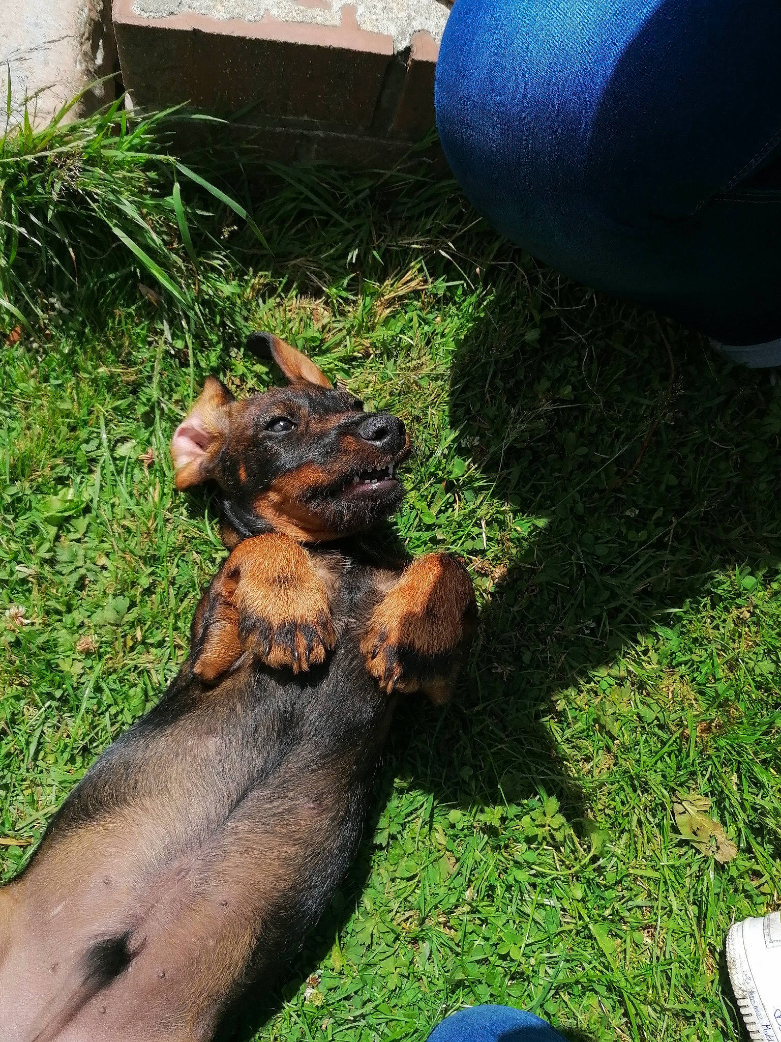 Razmot participe au concours pour gagner de l'argent avec cette photo : canidae, claw, dog_breed, fawn, fox_squirrel, fur, grass, hare, human_leg, liver, paw, plant, rodent, snout, sporting_group, squirrel, tail, terrestrial_animal, whiskers, wood