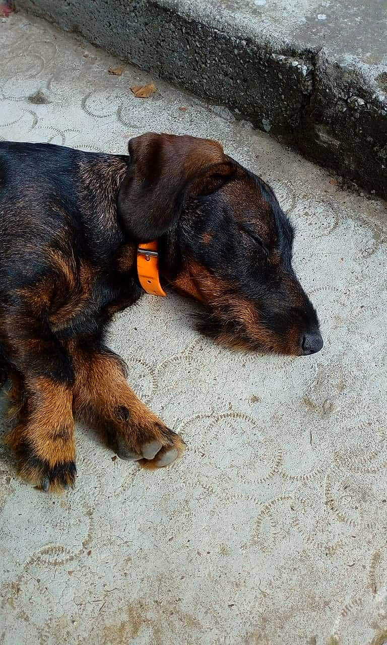 Razmot a rejoint le concours — aidez-le/la à gagner de superbes lots ! canidae, carnivore, companion_dog, dog, dog_breed, door_mat, flooring, fur, hunting_dog, liver, pet_supply, road_surface, sporting_group, tail, terrestrial_animal, working_animal, working_dog