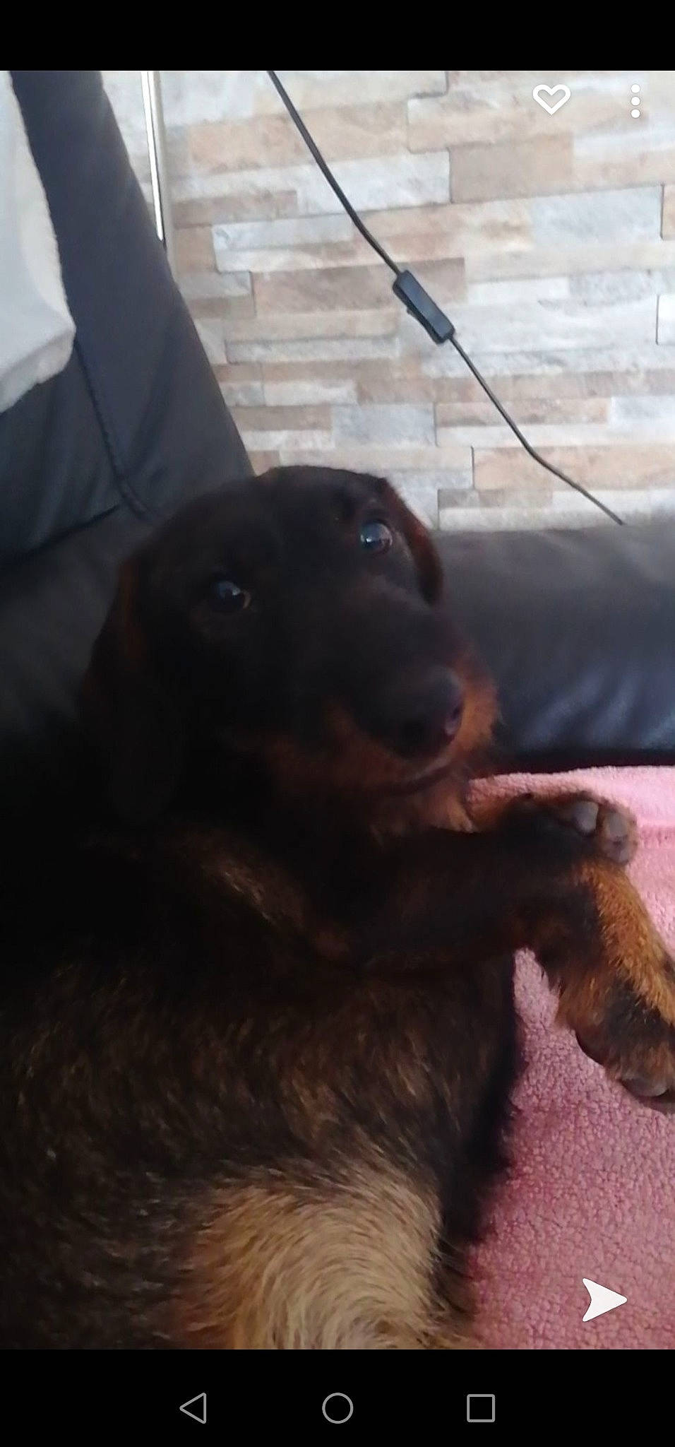 Razmot participe au concours pour gagner de l'argent avec cette photo : borador, canidae, carnivore, comfort, companion_dog, dog, dog_breed, fawn, flooring, foot, fur, liver, paw, pet_supply, sporting_group, terrestrial_animal, whiskers, wood, working_animal, working_dog