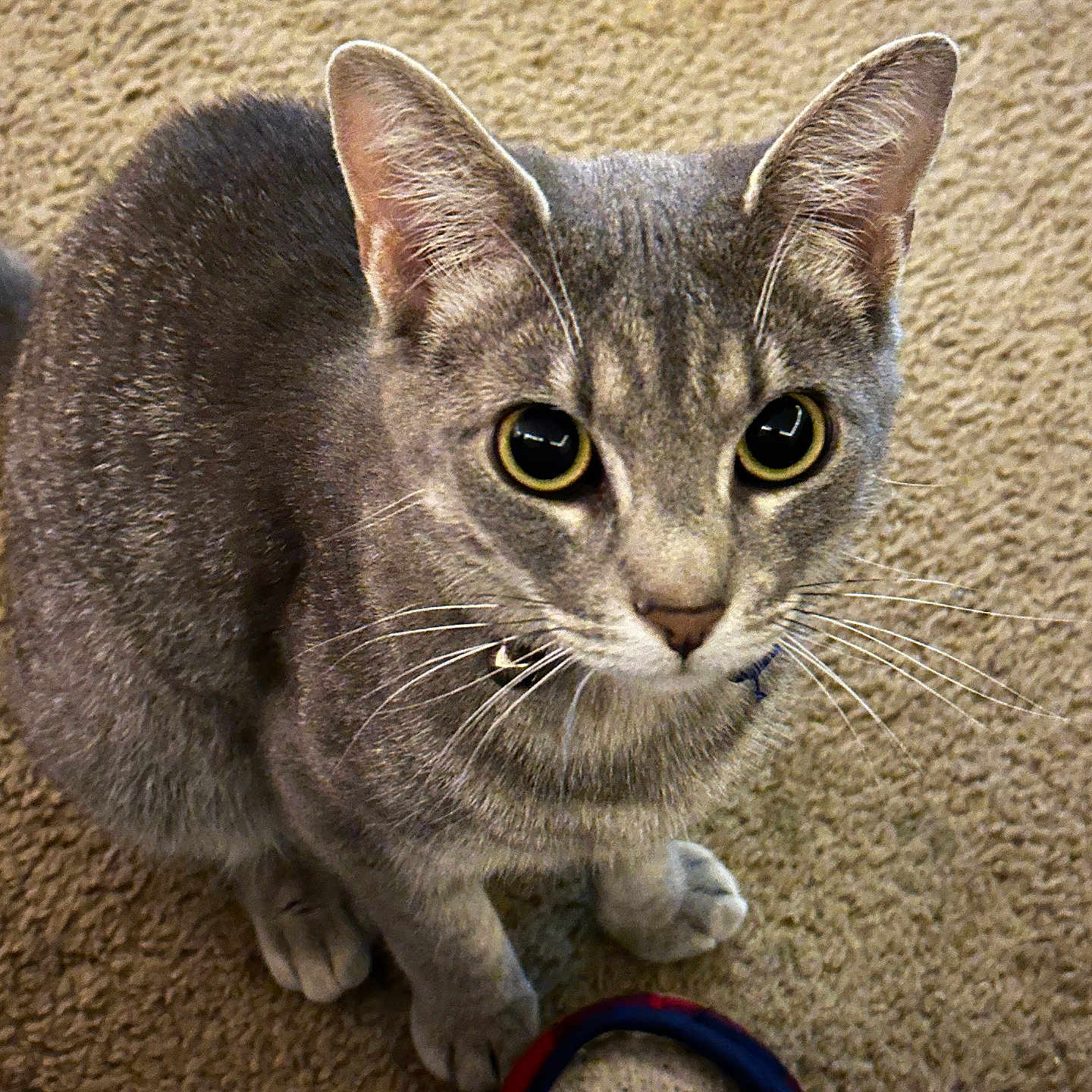 Hermione