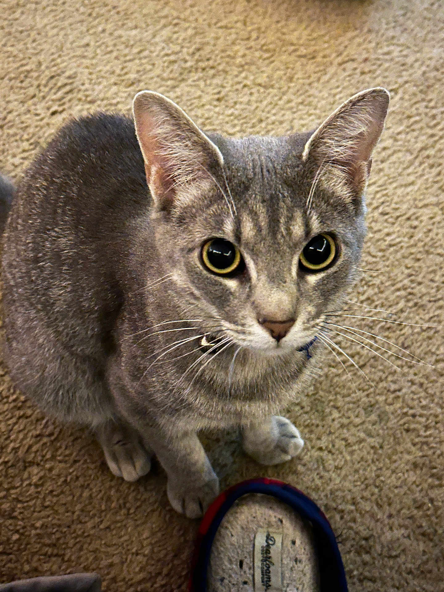 Hermione