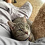 Hermione is registered to the contest to win money with this photo: beige_pillow, bell, blanket, carpet, cat, closeup, collar, cozy, feline, fur, gray_blanket, gray_cat, green_eyes, home, indoor, pet, plush_pillow, resting, tabby, whiskers