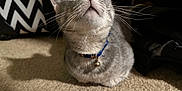 Hermione joined the competition — help win amazing prizes! animal, bell, blue_collar, carpet, cat, close_up, collar, curious, cute, domestic_animal, feline, fur, gray_cat, indoor, looking_up, pattern_background, pet, shadow, whiskers, whiskers_visible