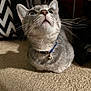 animal, bell, blue_collar, carpet, cat, close_up, collar, curious, cute, domestic_animal, feline, fur, gray_cat, indoor, looking_up, pattern_background, pet, shadow, whiskers, whiskers_visible