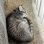 Hermione joined the competition — help win amazing prizes! carpet, cat, collar, cozy, curled_up, domestic_cat, feline, fluffy, gray_cat, indoor, nap, pet, quiet, resting, side_view, sleeping_cat, sofa, striped_fur, tabby, window_blinds