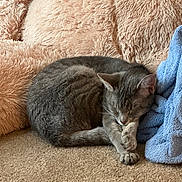 Hermione joined the competition — help win amazing prizes! animal, blue_towel, carpet, cat, cozy, curled_up, cute, domestic_cat, fluffy_pillow, fur, gray_cat, home, indoor, pet, pink_pillow, quiet, relaxing, resting, sleeping, soft_texture